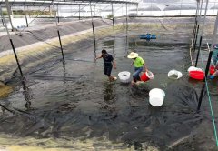 佳路通土工膜用于广东水产养殖场项目